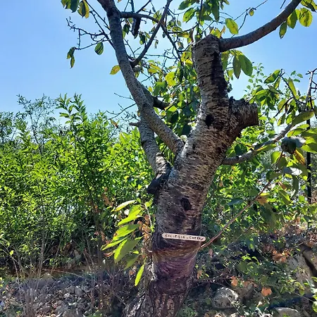 Puglia Tu * Putignano