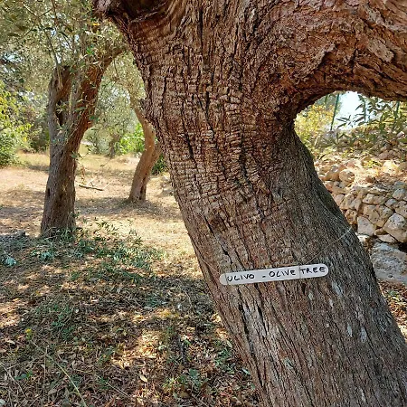 Puglia Tu * Putignano