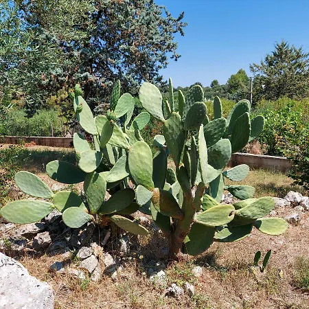 Puglia Tu Σπίτι διακοπών *