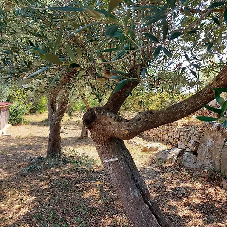 Puglia Tu